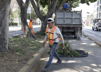 Diariamente realizan poda de árboles en la capital