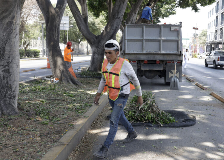 Diariamente realizan poda de árboles en la capital