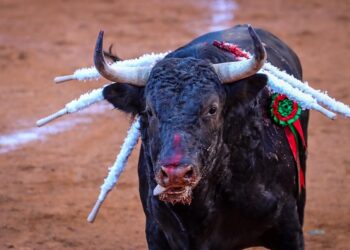 PVEM irá por la prohibición completa de corridas de toros y las peleas de gallos