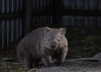 Influencer que indignó a Australia por capturar un wombat pide disculpas