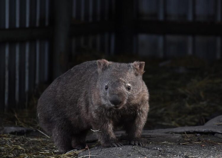 Influencer que indignó a Australia por capturar un wombat pide disculpas