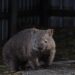 Influencer que indignó a Australia por capturar un wombat pide disculpas