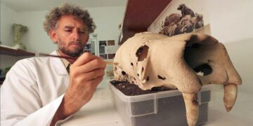 Hallan restos de oso perezoso gigante en México