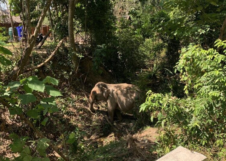 Malasia lanza un operativo para atrapar a elefante