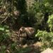 Malasia lanza un operativo para atrapar a elefante