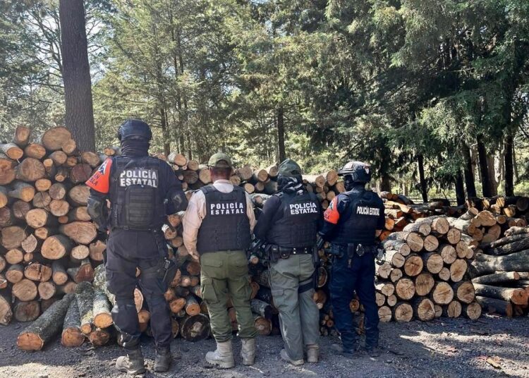 Aseguran hornos clandestinos para deshidratar madera