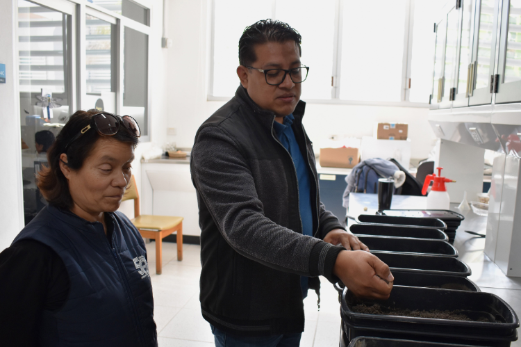 Investigadora del ICUAP estudia la plaga conocida como “gallina ciega”