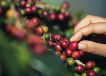 Promueven comercio justo en cafeicultura chiapaneca