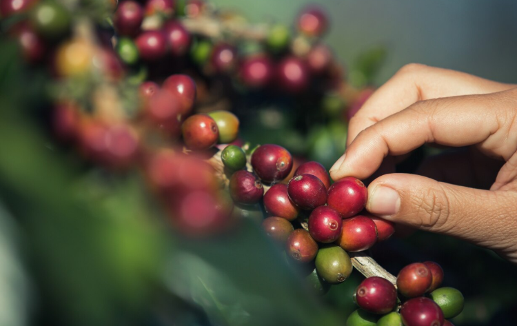 Promueven comercio justo en cafeicultura chiapaneca
