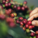 Promueven comercio justo en cafeicultura chiapaneca