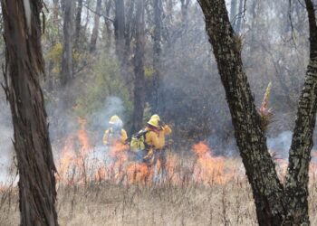 Incendios forestales afectan 167.4 hectáreas