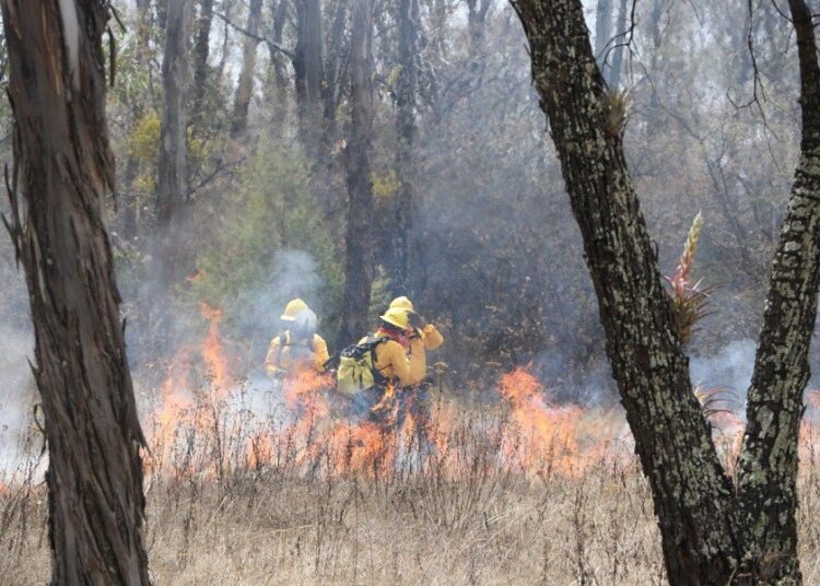 Incendios forestales afectan 167.4 hectáreas