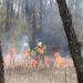 Incendios forestales afectan 167.4 hectáreas