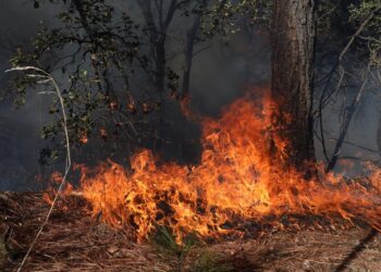 México registra 123 incendios forestales activos
