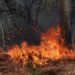 México registra 123 incendios forestales activos