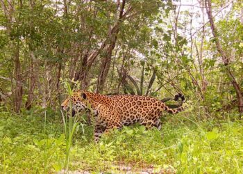 Algoritmos e IA, para proteger una «guardería de jaguares»
