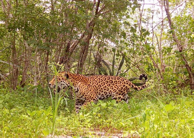 Algoritmos e IA, para proteger una «guardería de jaguares»