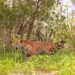 Algoritmos e IA, para proteger una «guardería de jaguares»