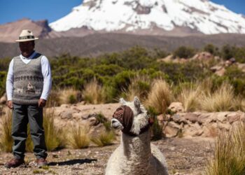Ceremonia de sacrificio de llamas y alpacas para Pachamama en Bolivia