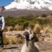 Ceremonia de sacrificio de llamas y alpacas para Pachamama en Bolivia