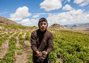 Joven boliviano lucha por preservar papas nativas