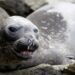 Elefantes marinos, logran protección legal en Argentina