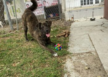 Se logra la primera sanción en materia de bienestar animal en Cuautlancingo