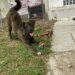 Se logra la primera sanción en materia de bienestar animal en Cuautlancingo