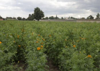 Destinarán 50 millones ante afectaciones agrícolas