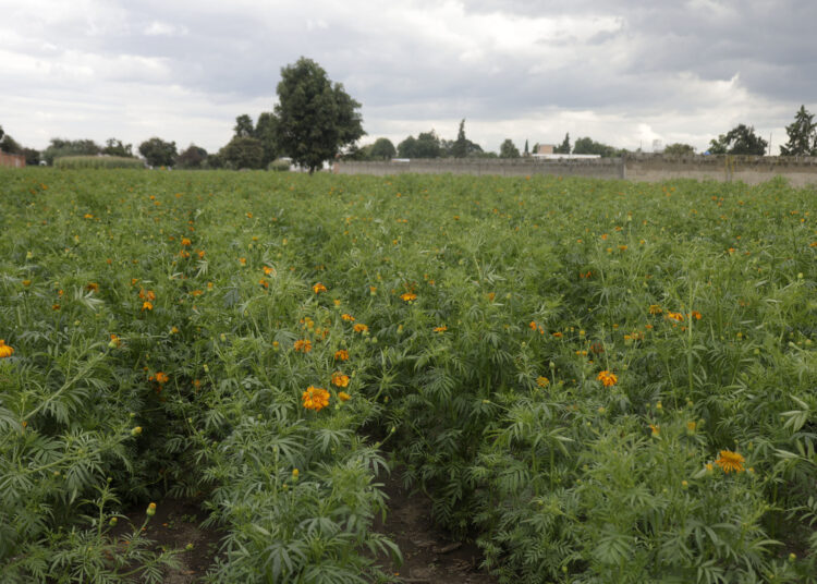 Destinarán 50 millones ante afectaciones agrícolas