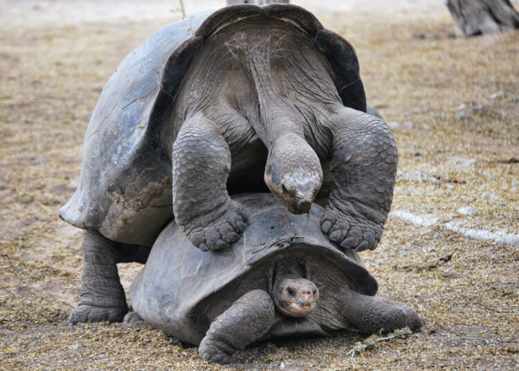 Tortugas gigantes de Galápagos: 9.500 repatriadas en medio siglo