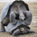 Tortugas gigantes de Galápagos: 9.500 repatriadas en medio siglo