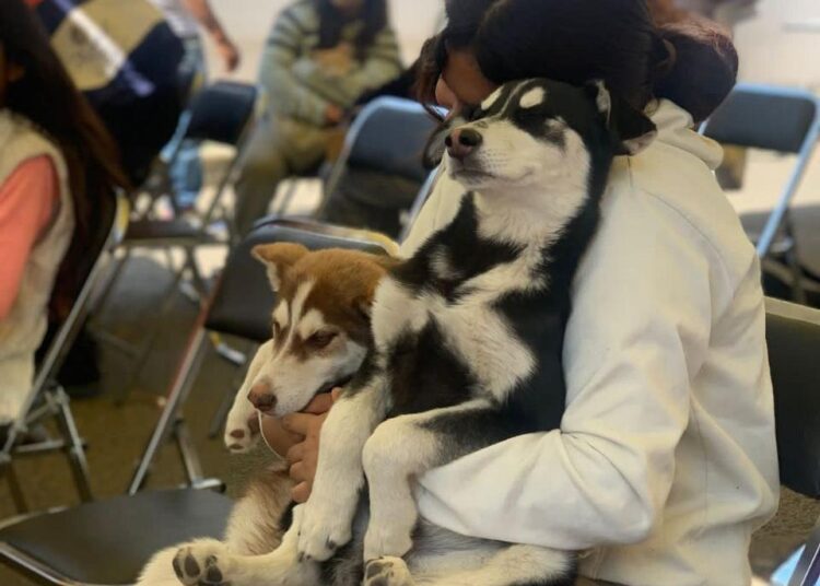 Gobierno de la Ciudad acerca servicios de bienestar animal a familias de Miravalle