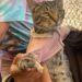Atiende Gobierno de la Ciudad a mascotas en Guadalupe Xonacatepec y Romero Vargas