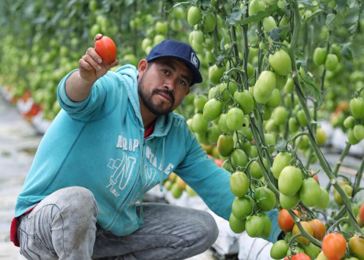 Avanzan trabajos para instalar CITRAA de transformación de jitomate en Aquixtla