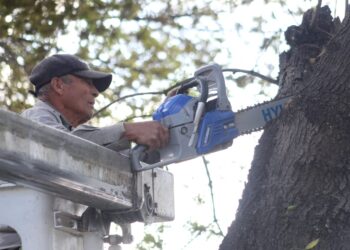 Gobierno de la Ciudad retira 29 árboles en situación de riesgo