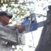 Gobierno de la Ciudad retira 29 árboles en situación de riesgo