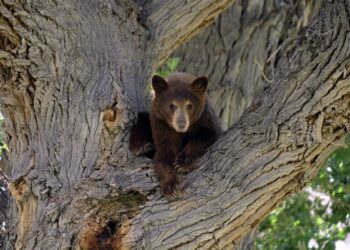 Hombre y su perro mueren por ataque de oso en Florida