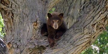 Hombre y su perro mueren por ataque de oso en Florida