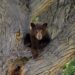 Hombre y su perro mueren por ataque de oso en Florida