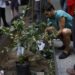 ONG reforestan CDMX contra el calentamiento global