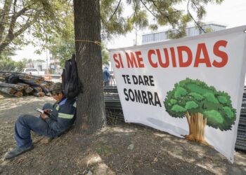 Upaep pide a la ciudadanía aumentar el arbolado urbano para mejorar calidad del aire