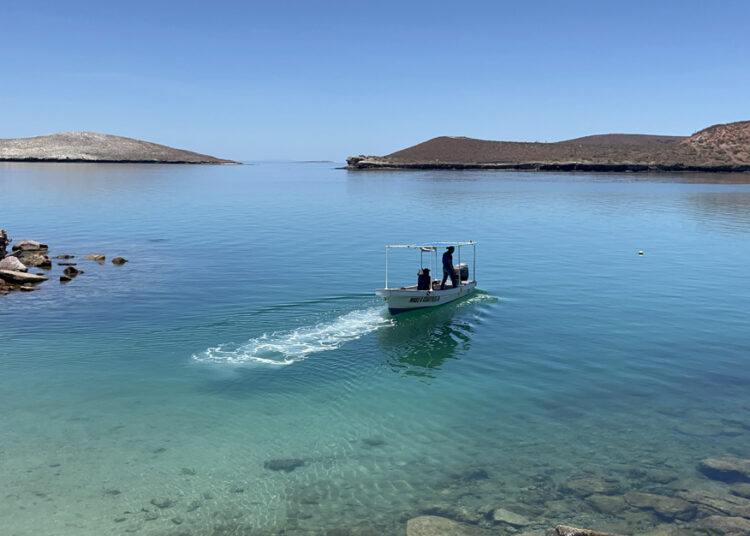 Demandan a Gobierno Trump por poner en peligro a ballenas y tortugas del Golfo de México
