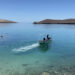 Demandan a Gobierno Trump por poner en peligro a ballenas y tortugas del Golfo de México
