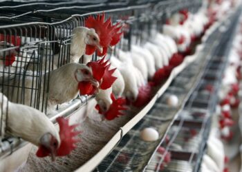México suspende importación de productos avícolas de Brasil