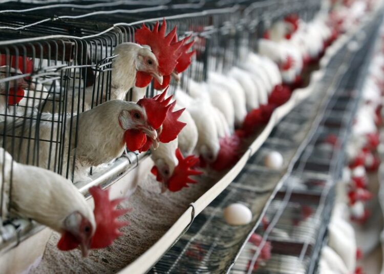 México suspende importación de productos avícolas de Brasil