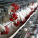 México suspende importación de productos avícolas de Brasil