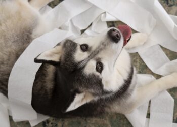 Ayuntamiento sanciona caso de maltrato animal en Castillotla