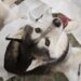 Ayuntamiento sanciona caso de maltrato animal en Castillotla