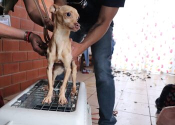 Realizan primer cateo para rescatar a un perrito abandonado en Texmelucan